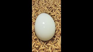 10000 Superworms VS Egg Timelapse   Mealworms eating egg