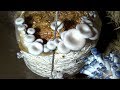 How to prepare organic  tasty mushroom at home  cultivation village food