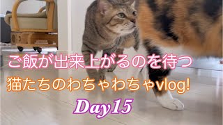 腹ぺこ猫たちのわちゃわちゃvlogDay15