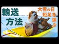 大寒波!大雪!埋まらない散歩方法はコレだ!