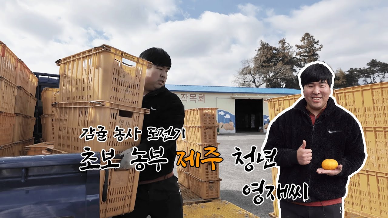 🎥초보 농사꾼의 감귤 농사 도전기 [초보 농부 제주 청년 영재씨]🍊
