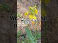 The evolution of mustard flower😍😍#mustard #nature #evolution #foryou #viralvideo