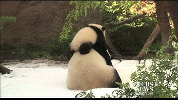 Panda cub enjoys a snow day at San Diego Zoo