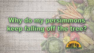 Why do my persimmons keep falling off the tree?
