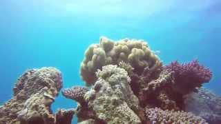 Diving Milln Reef - Whale Bommie and Oasis Resimi