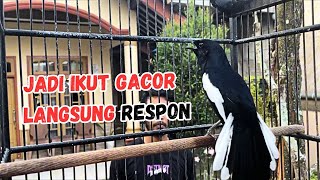 Pancingan Kacer Gacor Cepat Respon Langsung Nyaut Gacor Buka Ekor  Terapi Kacer Cepat Gacor 