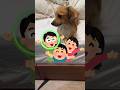 犬が家族の中で『1番嫌い』な人にしか見せない行動4選 #shorts