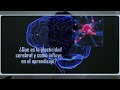 ¿Qué es la plasticidad cerebral y cómo influye en el aprendizaje ?