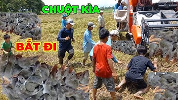 Cả xóm ùa ra đồng bắt chuột quyết liệt, chuột đồng nhiều vô số kể #trending #xuhuong#shorts