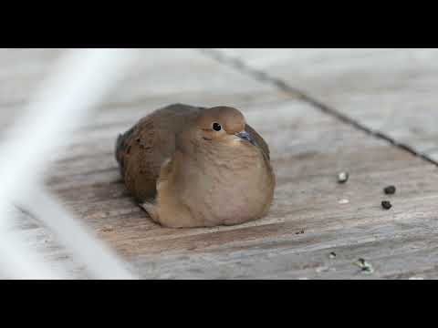 mourning dove splooting under the table digesting
