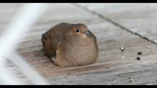mourning dove splooting under the table digesting