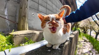A cat on a fence makes a happy noise when it is stroked