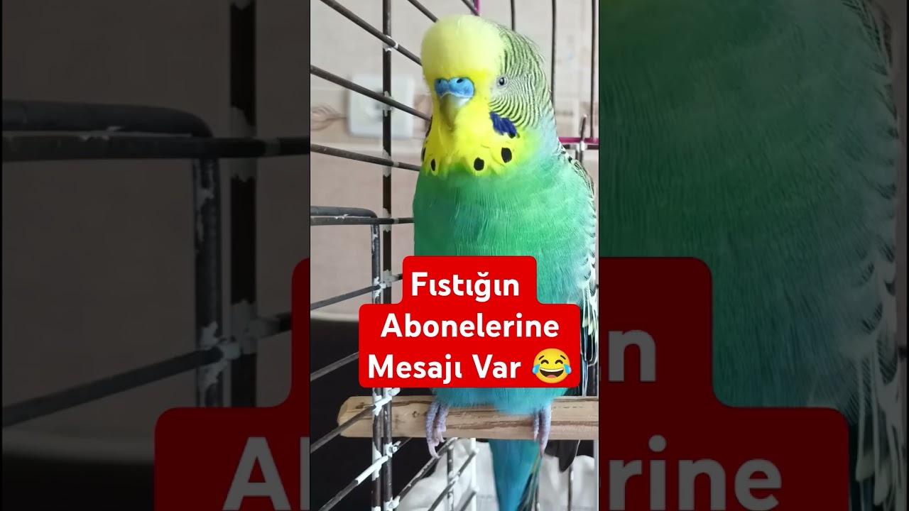 Fıstıktan abonelerine Özel 😊#muhabbetkuşufıstık #birdsong #muhabbetkuşu muhabbet kuşu sesi #parrot