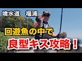 【境水道・深浦】「回遊魚が走る中でのキス攻略」