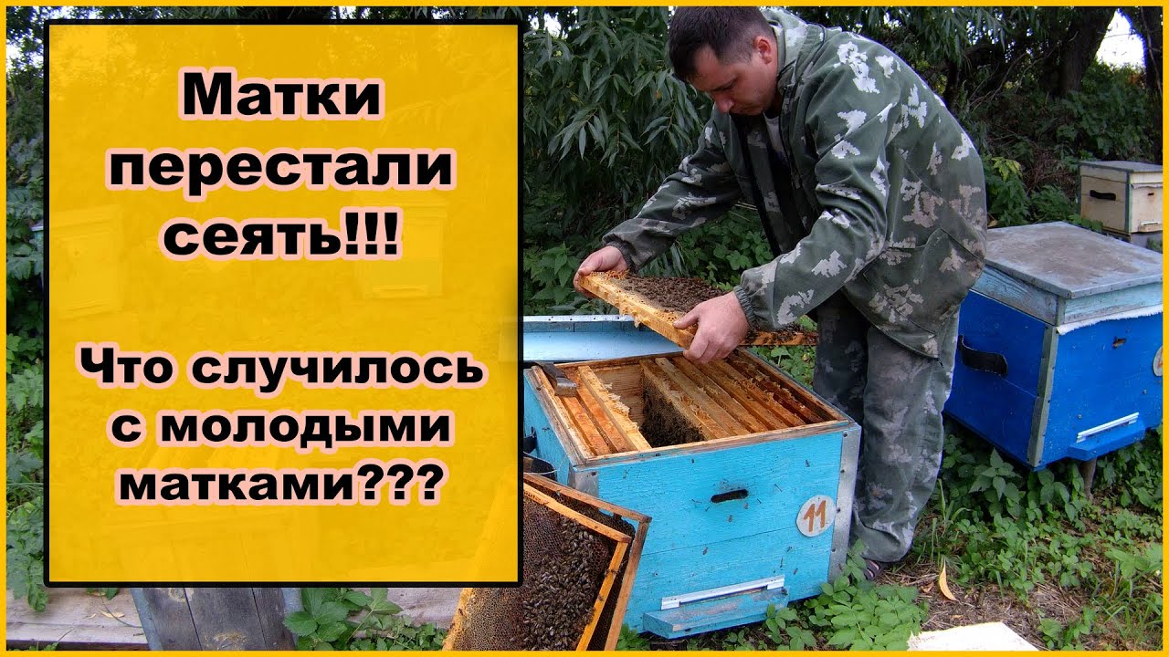 Сбор и обработка урожая меда