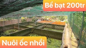 KỸ THUẬT NUÔI ỐC NHỒI TRONG BỂ BẠT | MÔ HÌNH KHỞI NGHIỆP THÀNH CÔNG TẠI QUÊ HƯƠNG