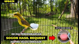 SOGON UPDATE RESULTS OF REQUEST❗DOPING EFFECTS STARTING TO ACT, AUTO MELET KEJER KEJER 😁
