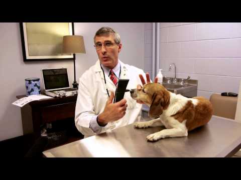 Video: Dog Glaucoma Simptome - Gloukoombehandelings Vir Honde