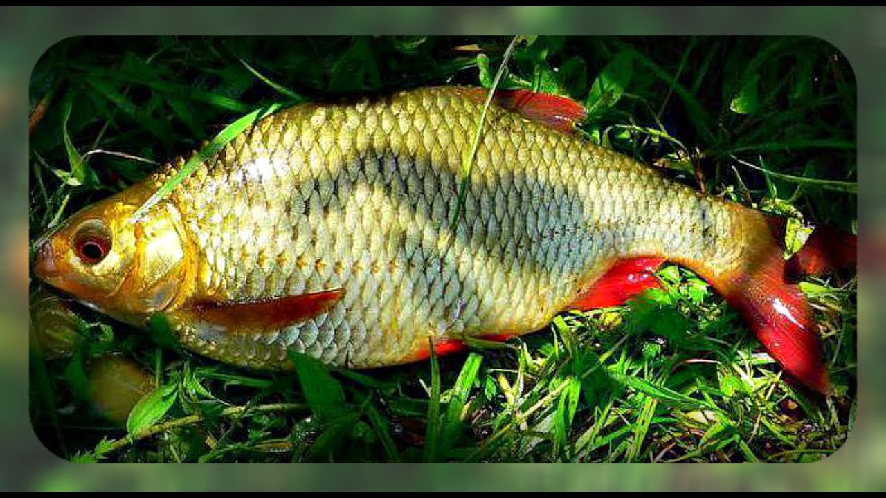 Какой тип питания характерен для красноперой плотвы. Краснопёрка рыба. Рыбка красноперка. Красноперка и красноглазка. Золотая красноперка.