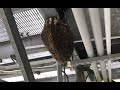 Removing Bees From A Cellphone Tower On A Rainy Day