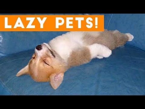 laziest-pets-|-cute-and-funny-animals-compilation-of-2017-|-funny-pet-videos
