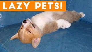 Laziest Pets | Cute and Funny Animals Compilation of 2017 | Funny Pet Videos