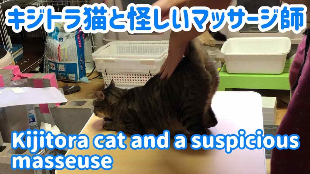 キジトラ猫と怪しい変態マッサージ師 面白い猫動画 Kijitora Cat And A Suspicious Masseuse Funny Video Youtube