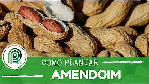 Como é feito o cultivo do amendoim?