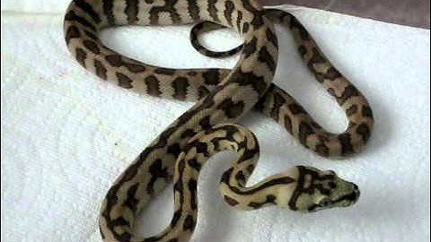 Male Irian Jaya Jag carpet python