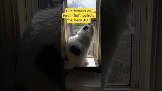 Ex feral 'Dot', who we picked up when he kept coming into our house, is looking for buddies outside.