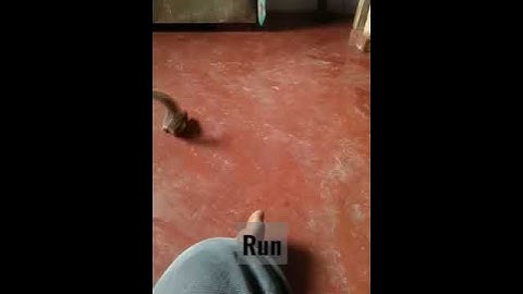 😨😱squirrel run 🐿️ slow motion video 💯#short #cutesquirrel🐿️