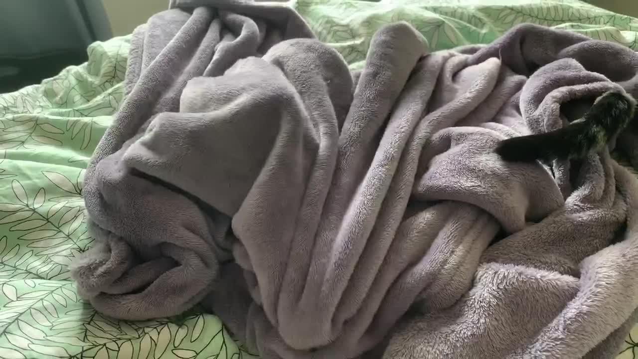 Cat tries to grab owner's fingers while hiding under blanket YouTube
