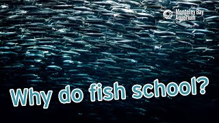 Why do fish school? | Getting (fish) schooled with animal care specialist Ray by Monterey Bay Aquarium 4,226 views 1 year ago 2 minutes, 14 seconds