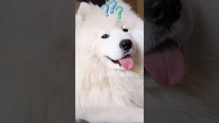 My cute hidden talent #yt #video #ytshorts #shortsvideo #dogs #puppyvideos #youtube #samoyed #puppy