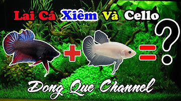 Thử Ghép Đôi Cá XIÊM Và Betta CELLO - Kết Quả┃Đồng Quê Channel