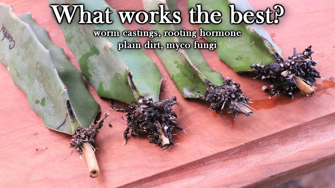 Является ли гормон корнеобразования лучшим вариантом для укоренения черенков питахайи?