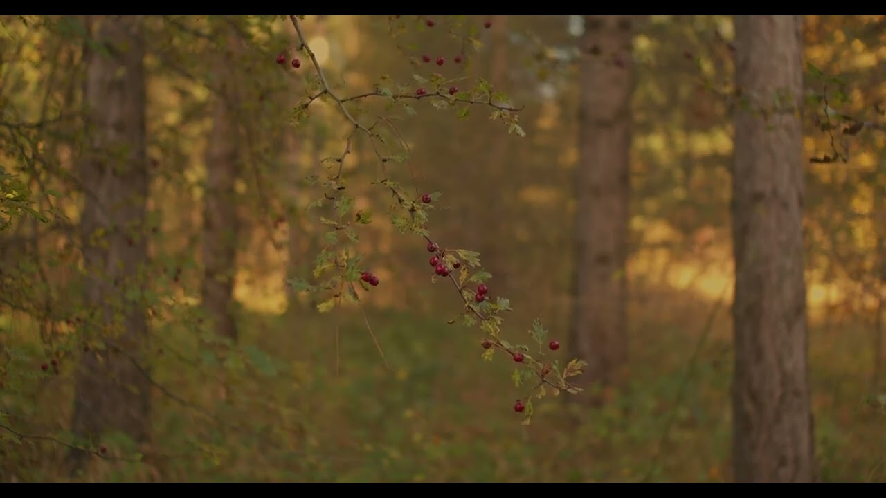 The Beauty of Autumn