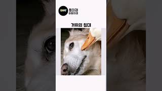 거위가 좋아하는 침대 #동물 #기막힌 #감동 #웃긴영상 #쇼츠 #shorts #cute