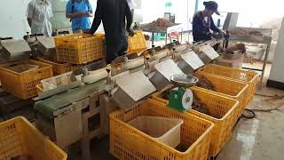Ginger multi station dual channel weight sorting video