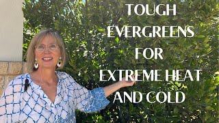 Tough Evergreens for Central Texas