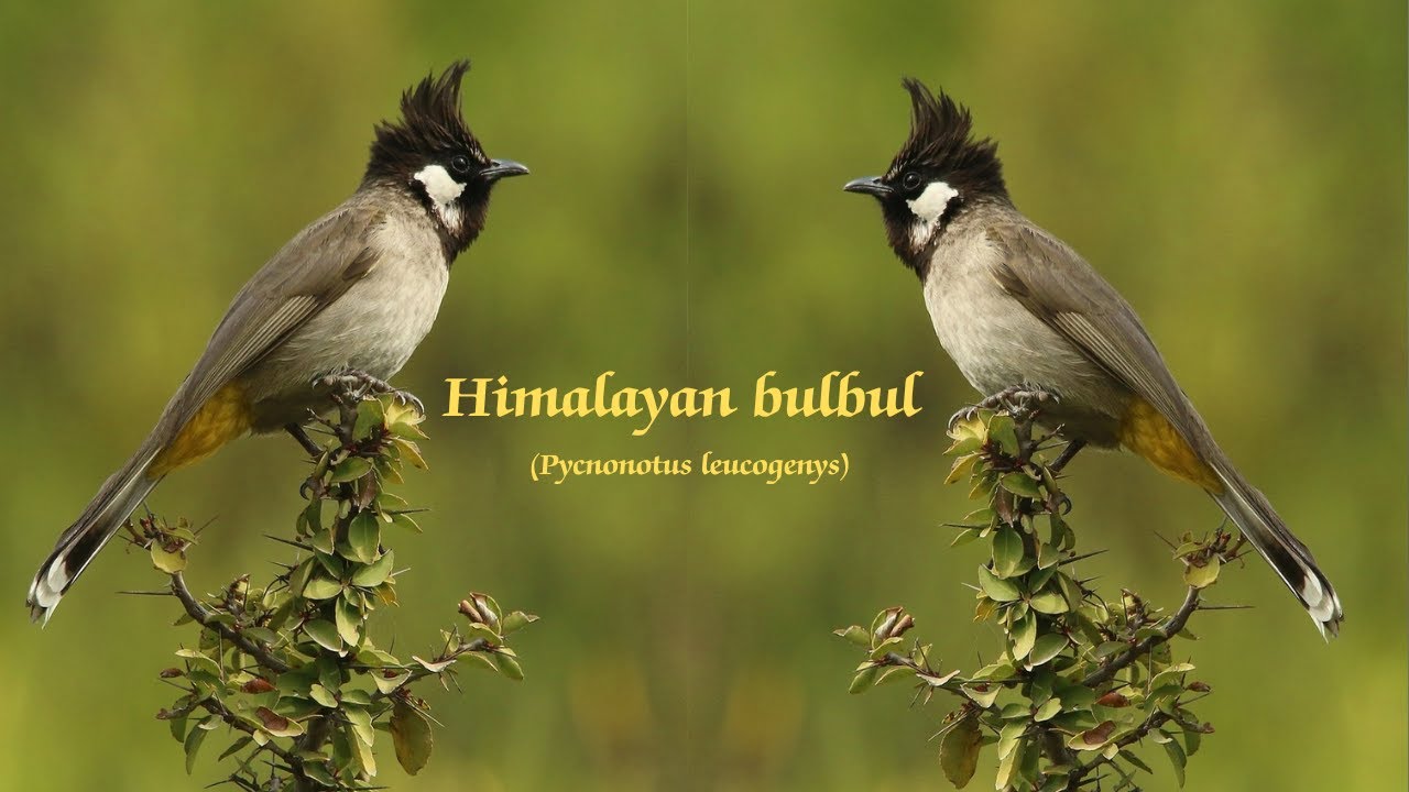Himalayan bulbul Distribution / Habitat / Behaviour / ecology / White ...