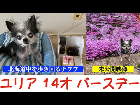 【ユリア14才バースデー記念】1年を振り返る　北海道中を歩きまくるチワワ　未公開映像もあるよ😊