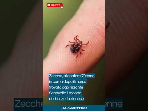 Video Zecche, allenatore 70enne in coma dopo il morso: trovato agonizzante