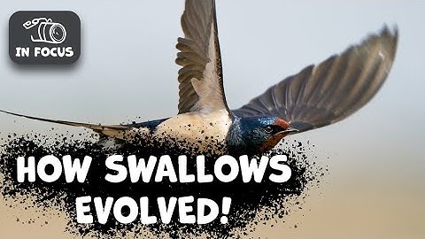 Swallows Evolution: How Swallows Adapted to Human Environments