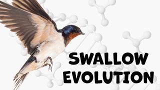 SWALLOWS Evolution: How Swallows Adapted to Human Environments