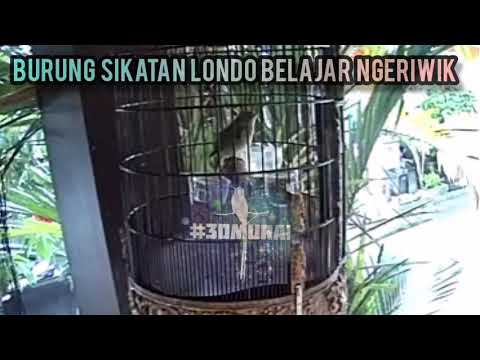 Burung Sikatan Londo Bahan Ngeriwik Halus - sold #Nightingale #Sing