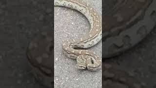 Famous 1 African Rock Python in the road Wealth