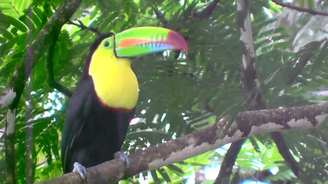 Regenboog Toekan, Ramphastos sulfuratus
