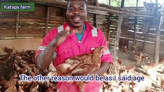 Why do chickens lose Feathers| molting in chicken/#shading Watch Peg Molt Full Chicken Molt From Start To Finish