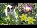 田舎でのんびり暮らす猫達。花もきれいに咲いています
